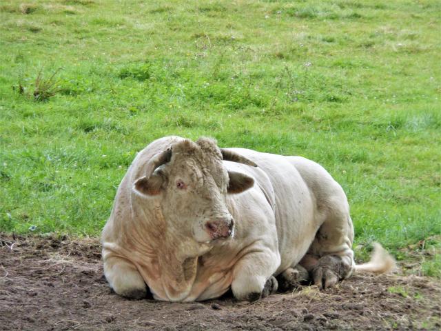 Animaux Vache Charolaise La Tagniere