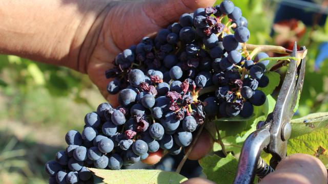 Vignoble Bourguignon