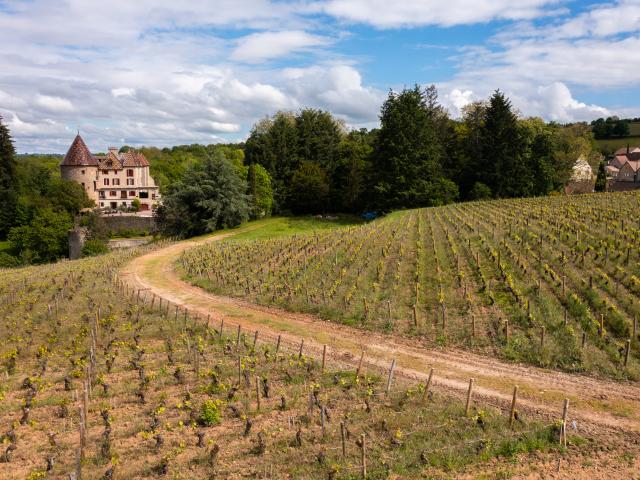 vignes Château de Couches ©les Coflocs