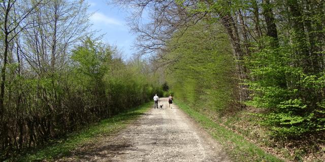 Forêt De Planoise, Antully©clémentine Encrenaz (1)