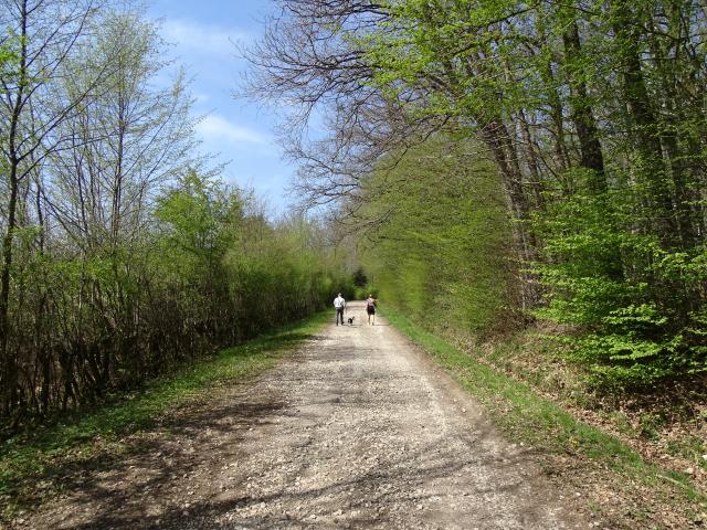 Forêt De Planoise, Antully©clémentine Encrenaz (1)