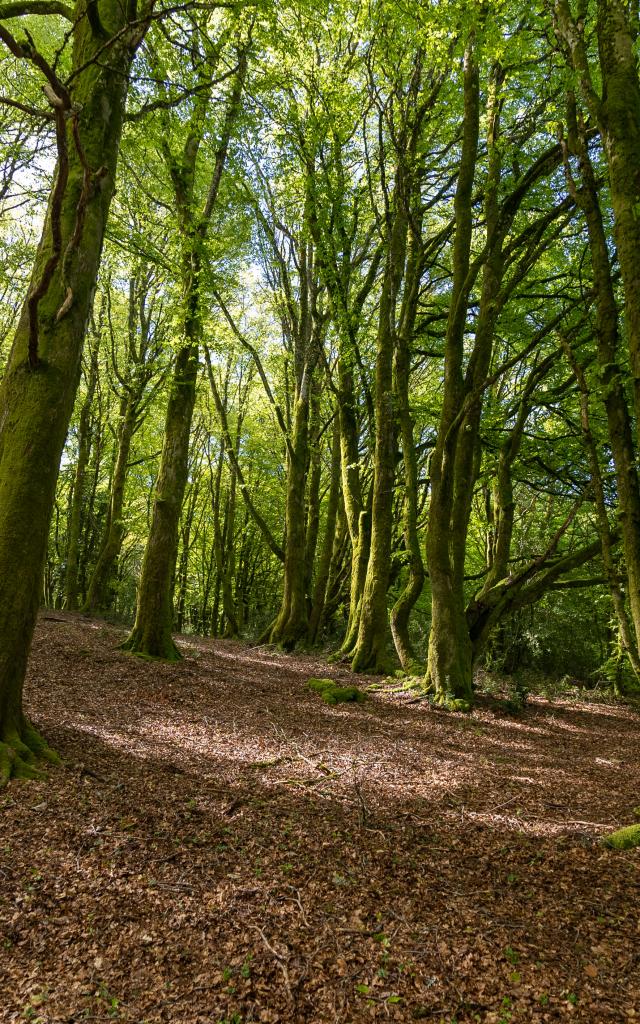 Forêts du Mont Beuvray