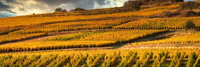 Vignoble Couchois Grand Autunois Tourisme Jean Marc Schwartz