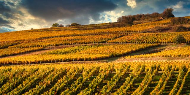 Vignoble Couchois Grand Autunois Tourisme Jean Marc Schwartz