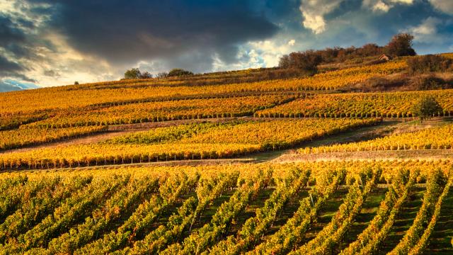 Vignoble Couchois Grand Autunois Tourisme Jean Marc Schwartz