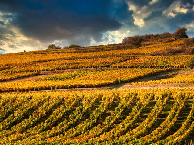 Vignoble Couchois Grand Autunois Tourisme Jean Marc Schwartz