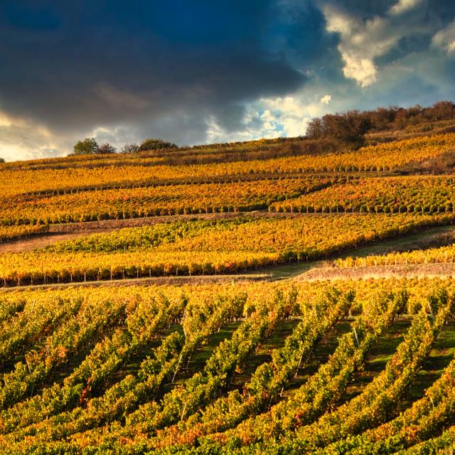 Weinberg Couchois Grand Autunois Tourisme Jean Marc Schwartz