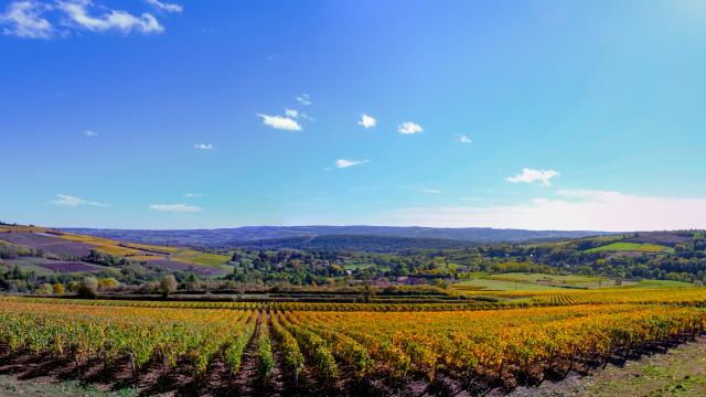 Vignoble Couchois Panorama Grand Autunois Tourisme