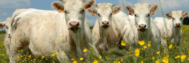 Landwirtschaft Viehzucht (6)©Stadt Autun und CCGAM