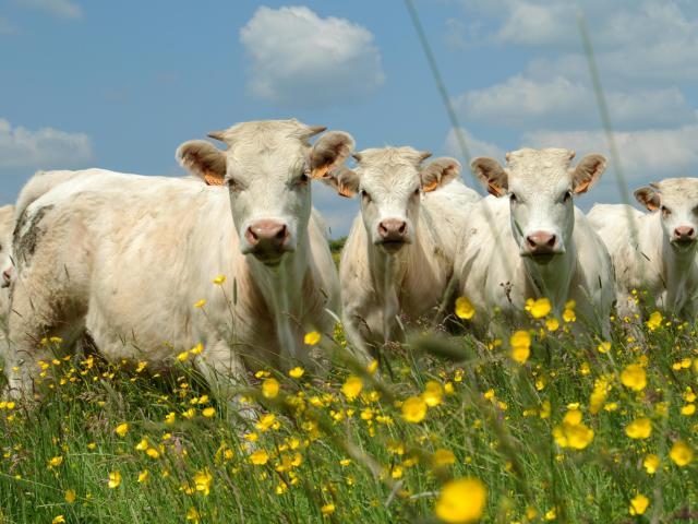 Landwirtschaft Viehzucht (6)©Stadt Autun und CCGAM