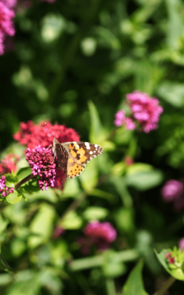 Papillon Fleurs Roseslescoflocs