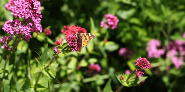 Papillon Fleurs Roseslescoflocs