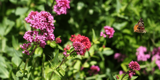 Papillon Fleurs Roseslescoflocs(5)