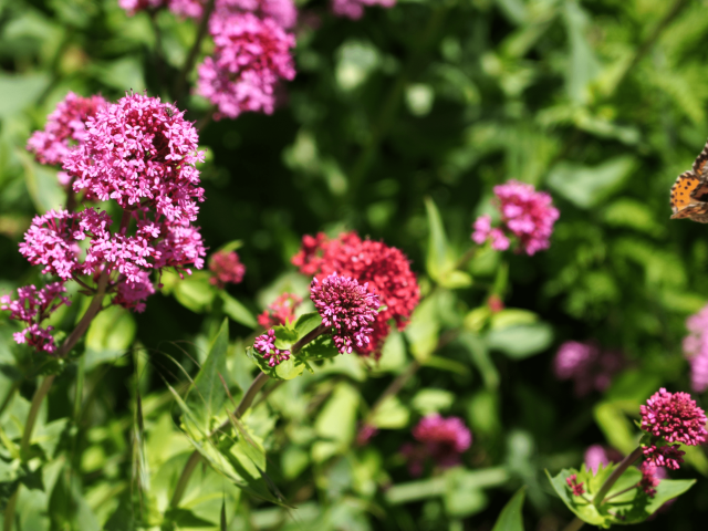 Papillon Fleurs Roseslescoflocs(5)