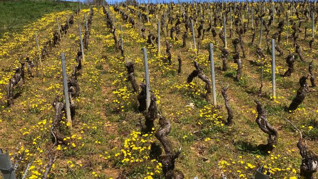 vignes_domaine-chateau-miraudet