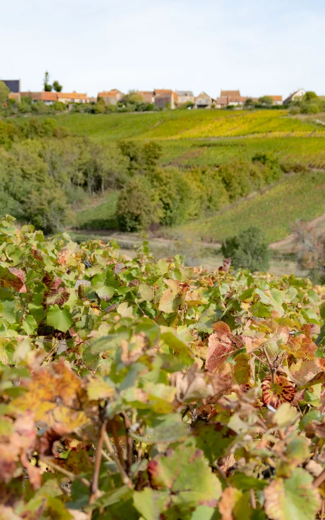 Vignes des Cotes du Couchois