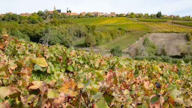 Vignes des Cotes du Couchois