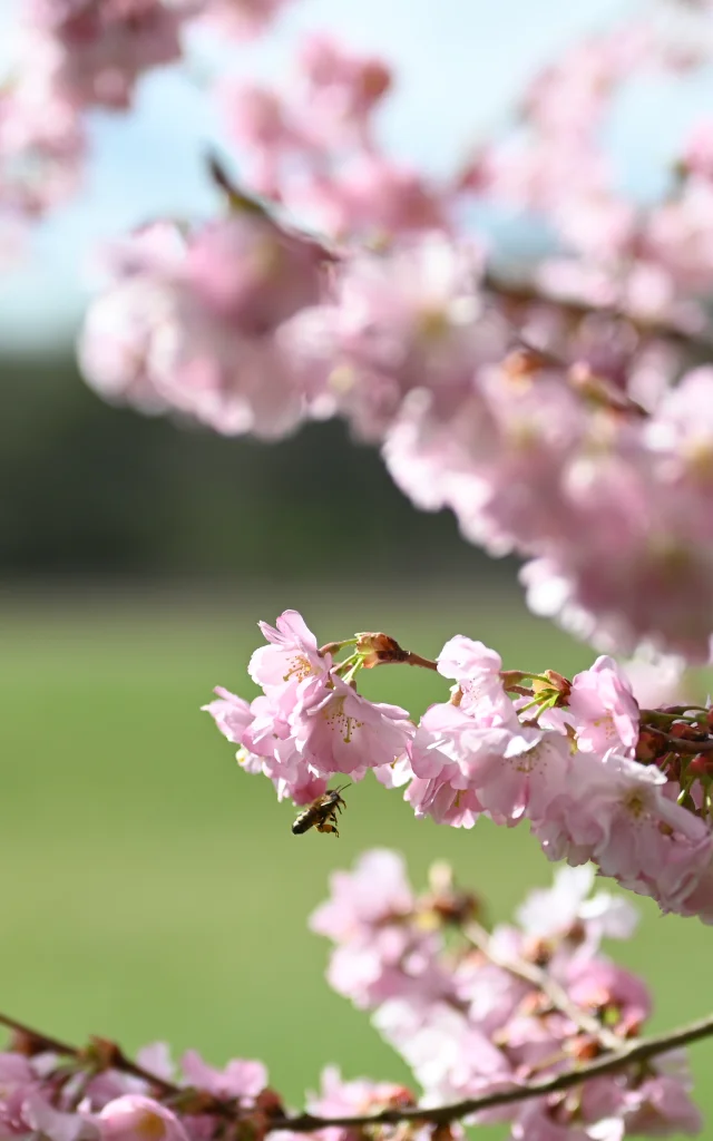 Printemps Autunois