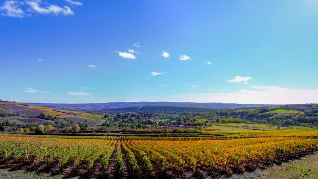 Vignoble Couchois - Grand Autunois Morvan