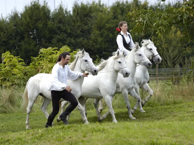 Les chevaux de légendes