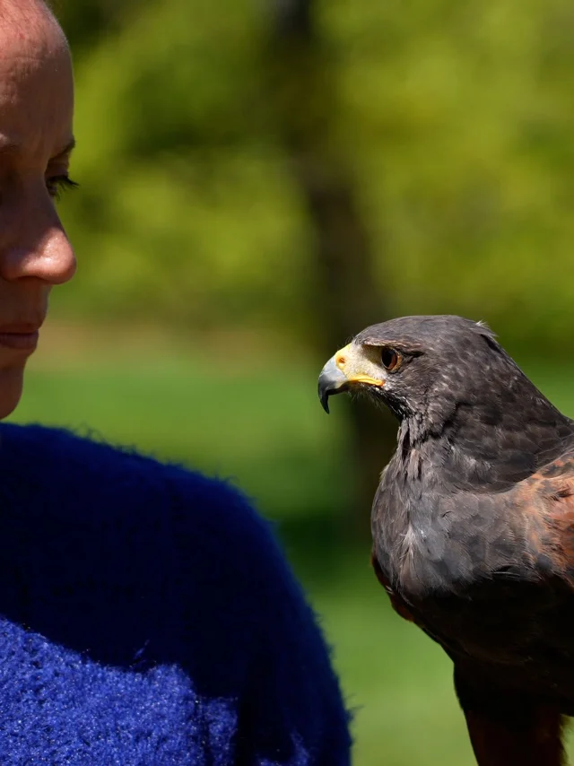 Echappees Morvan d'Ailes - randonnée avec les rapaces